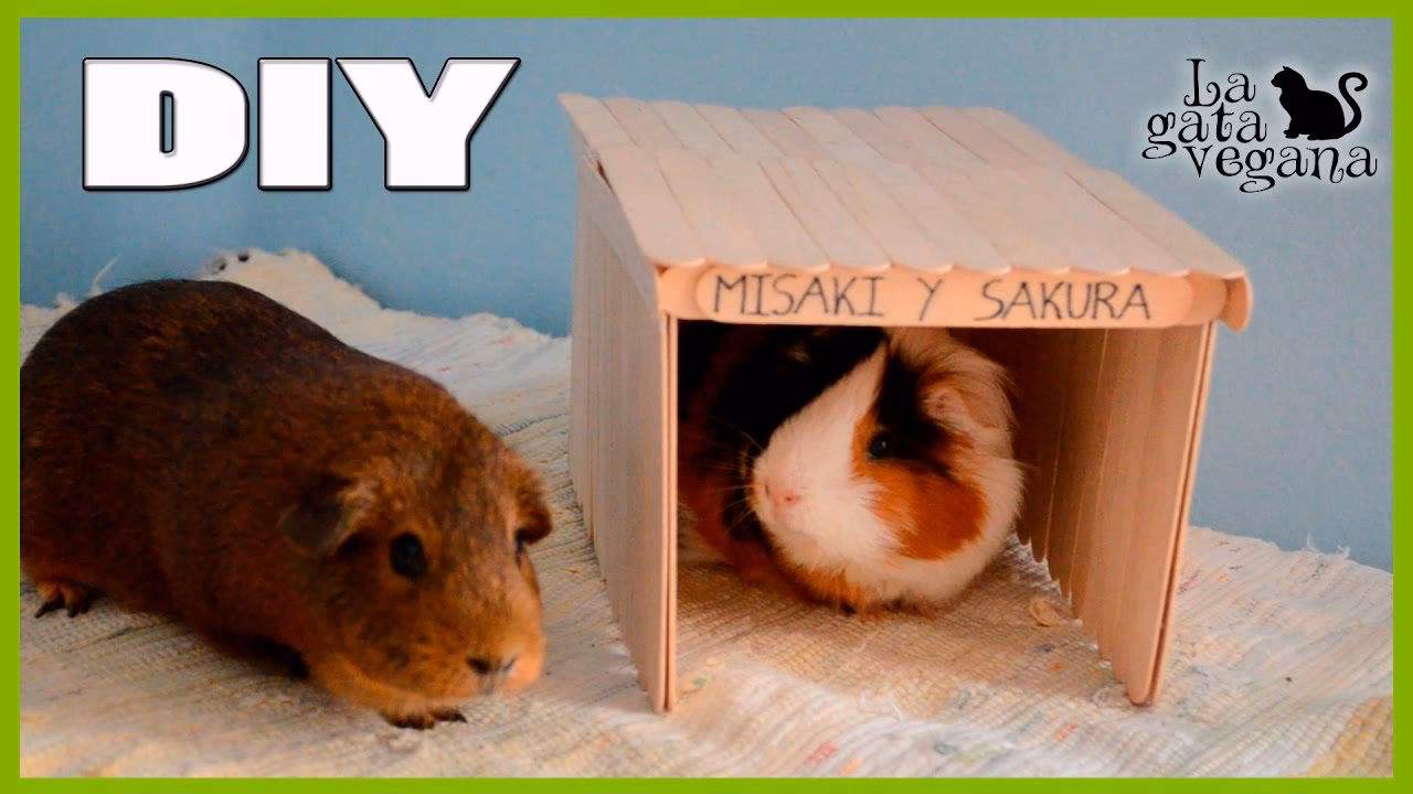 ¿Cómo prevenir la infestación de cobayos?