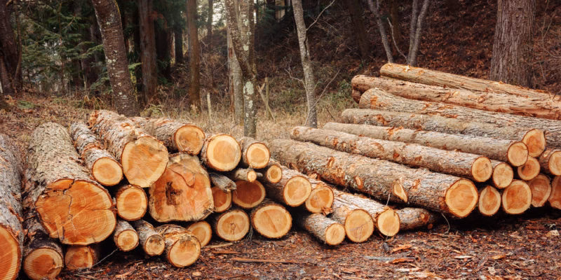 ¿Cuáles son los contaminantes de la madera?