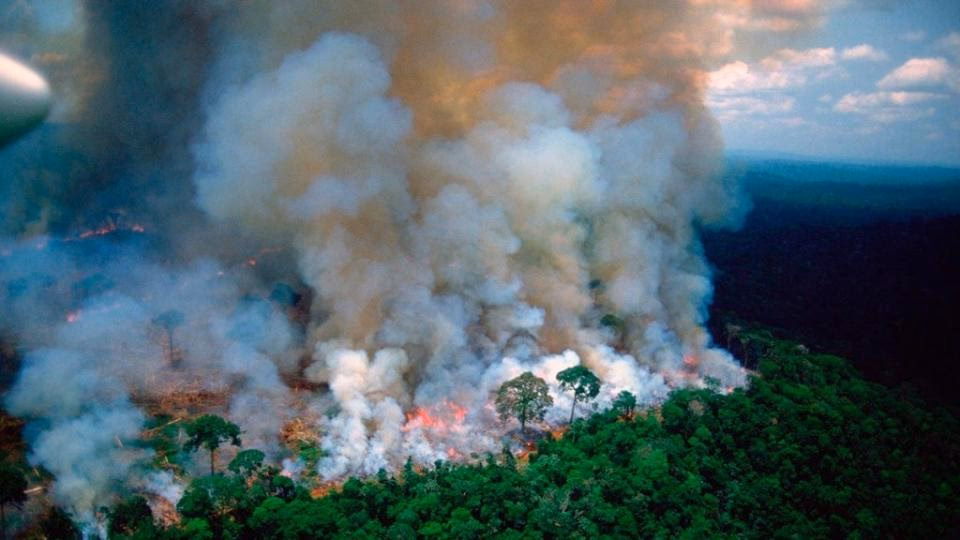 ¿Cómo afecta el fuego al ecosistema?