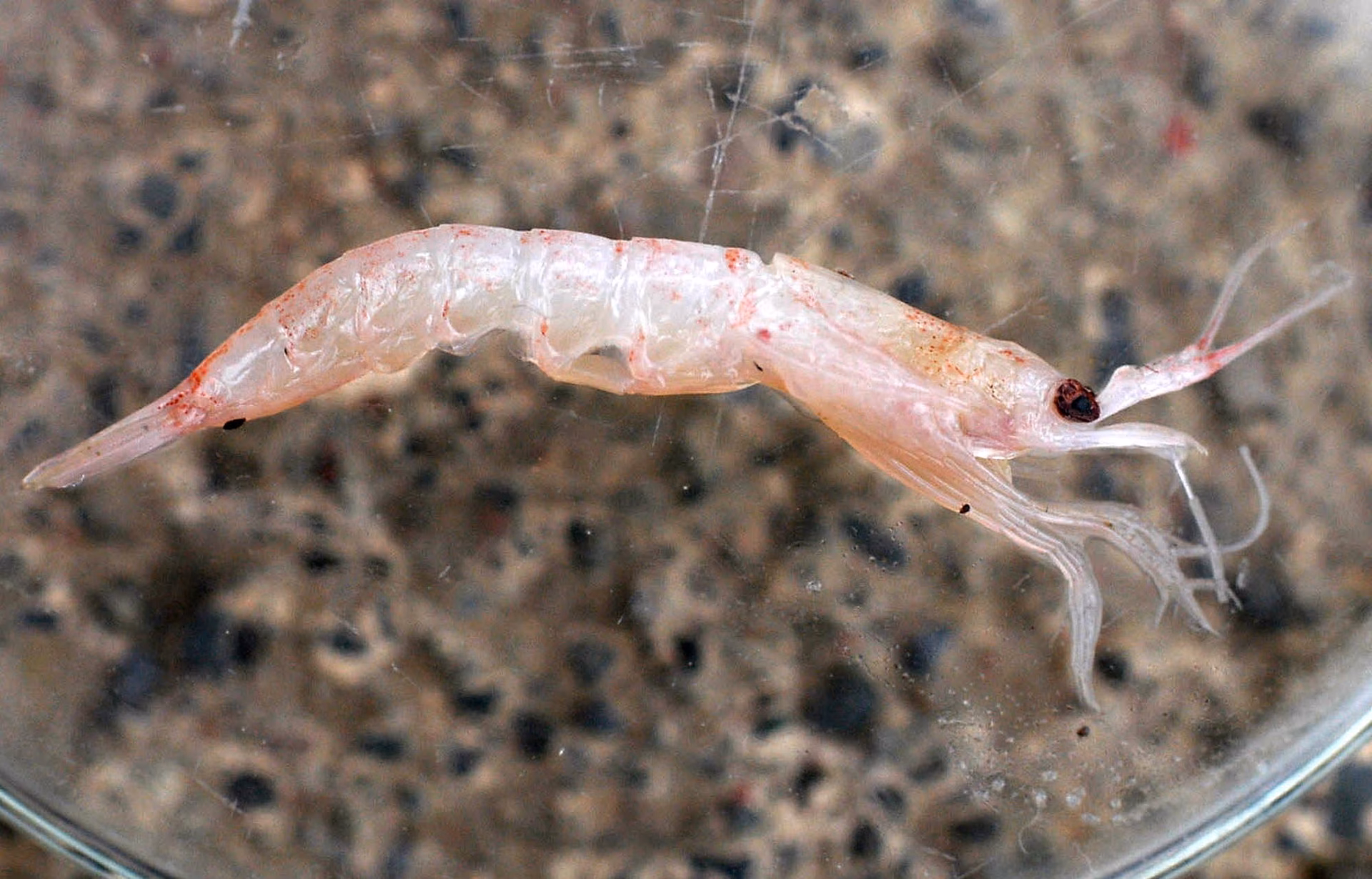 ¿Qué pasa si desaparece el krill?