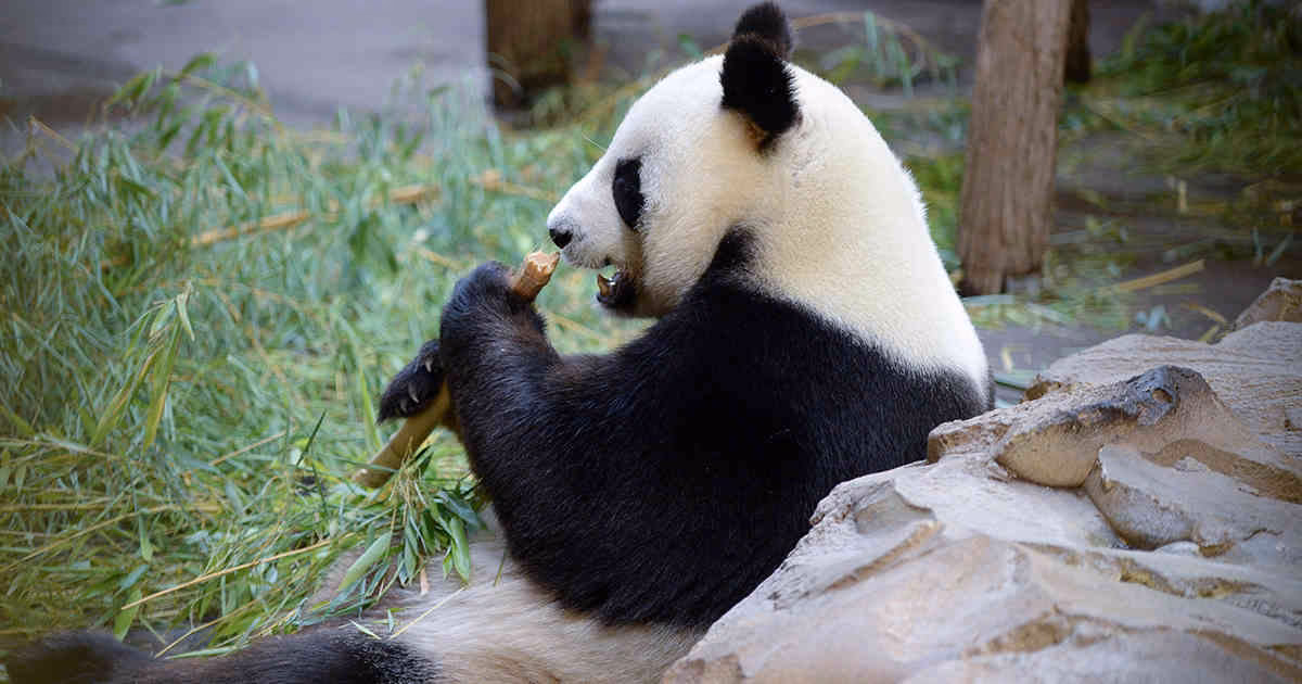 ¿Cuáles son las causas de la pérdida de hábitat del oso panda?