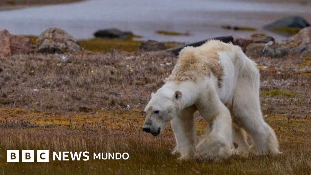 ¿Cómo afecta el cambio climático a la población del Ursus americanus?