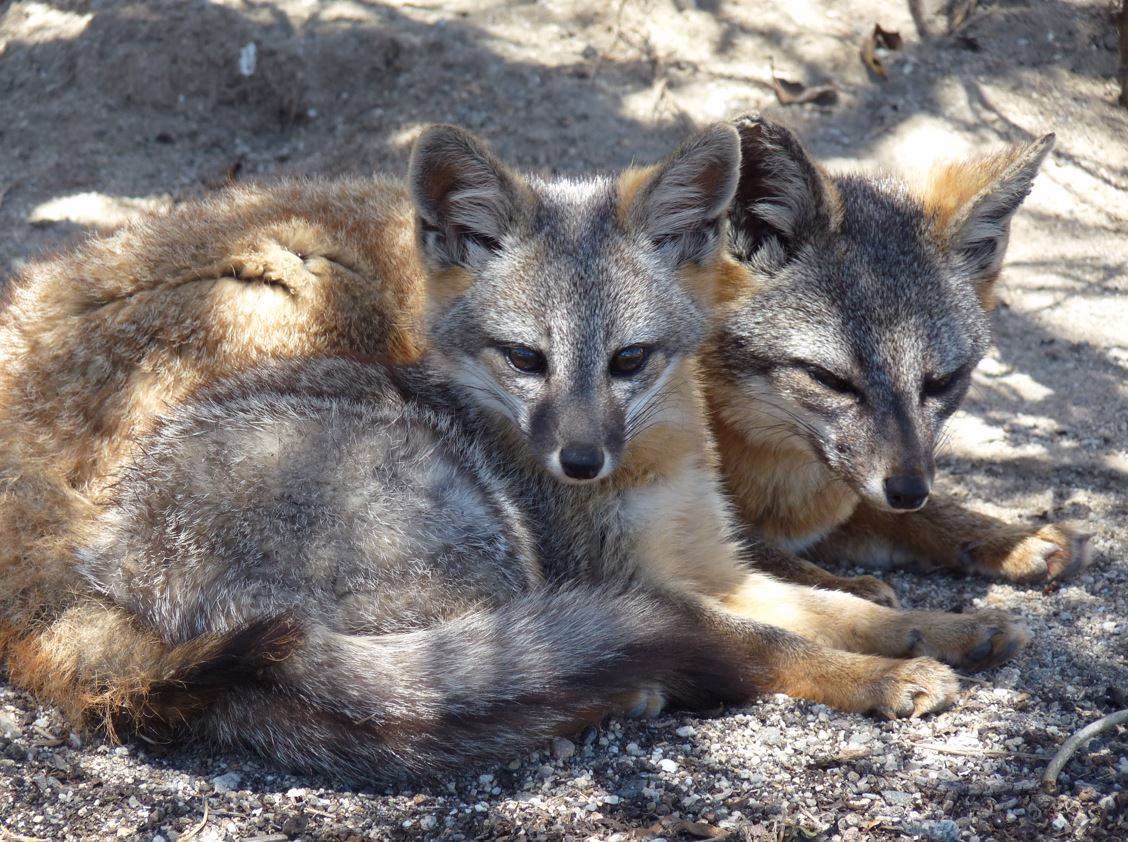 ¿Cuáles son los ecosistemas que habitan los zorros?