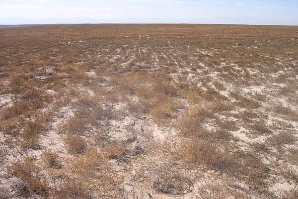 ¿Cuáles son las zonas más afectadas por el sobrepastoreo?