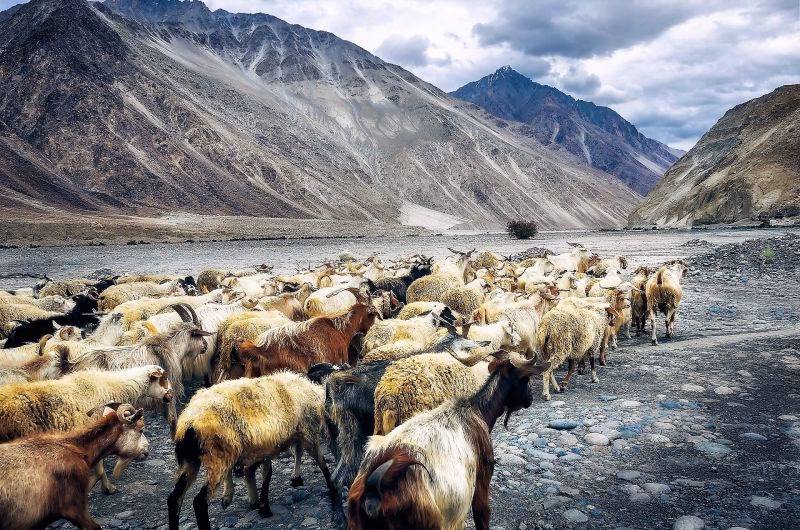 ¿Cómo afecta el sobrepastoreo al suelo?