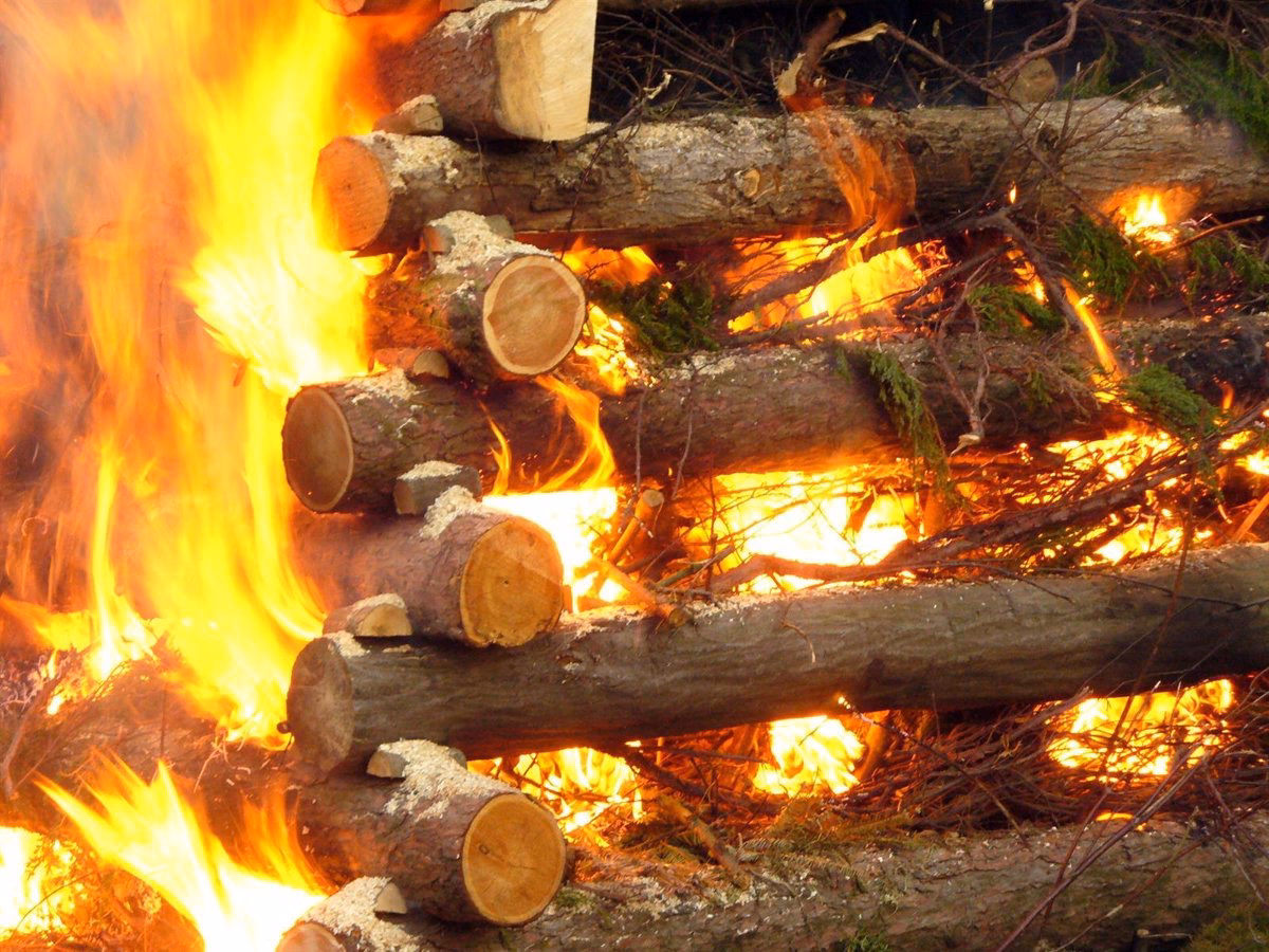 ¿Cómo afecta la madera al medio ambiente?