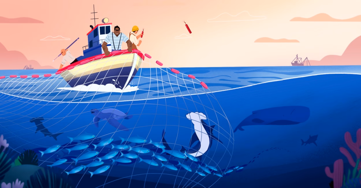 ¿Cómo combatir la pesca indiscriminada?