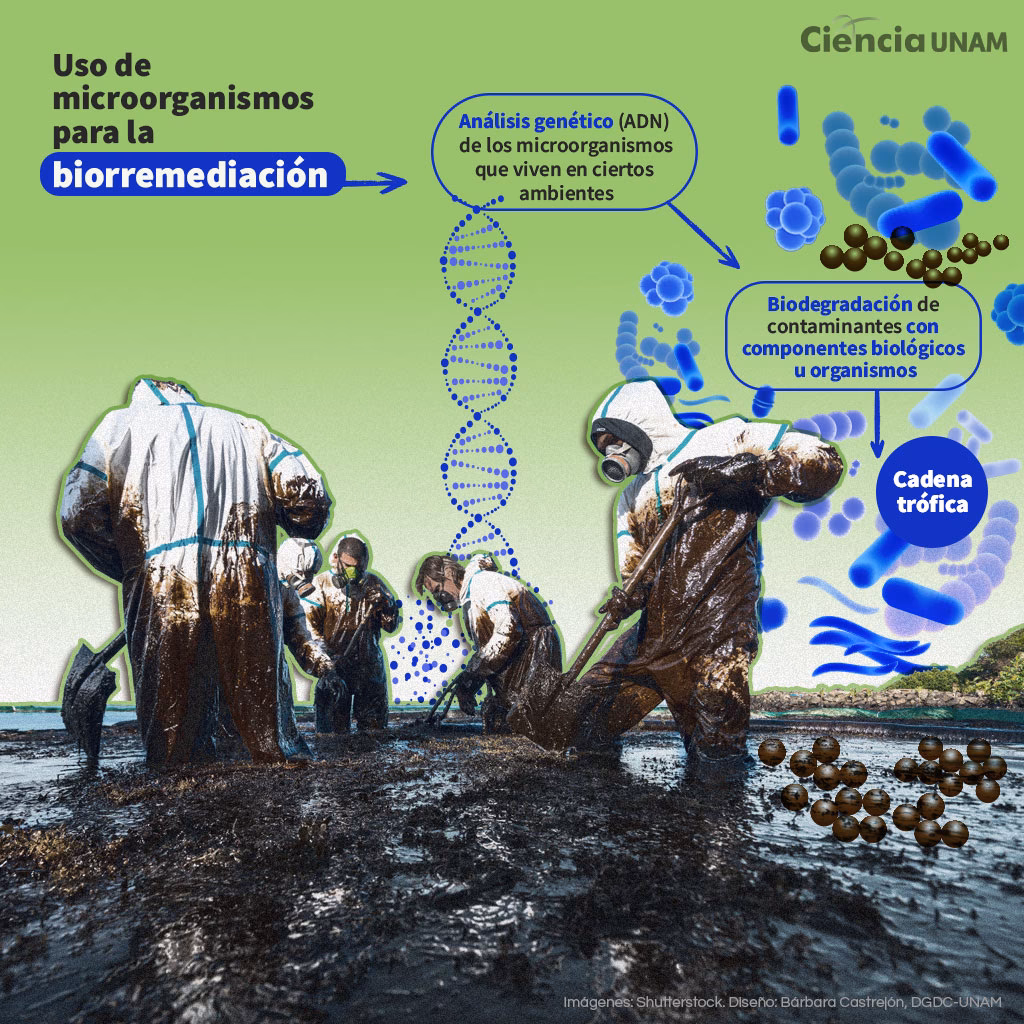 ¿Cómo contribuyen las bacterias a la limpieza ambiental?