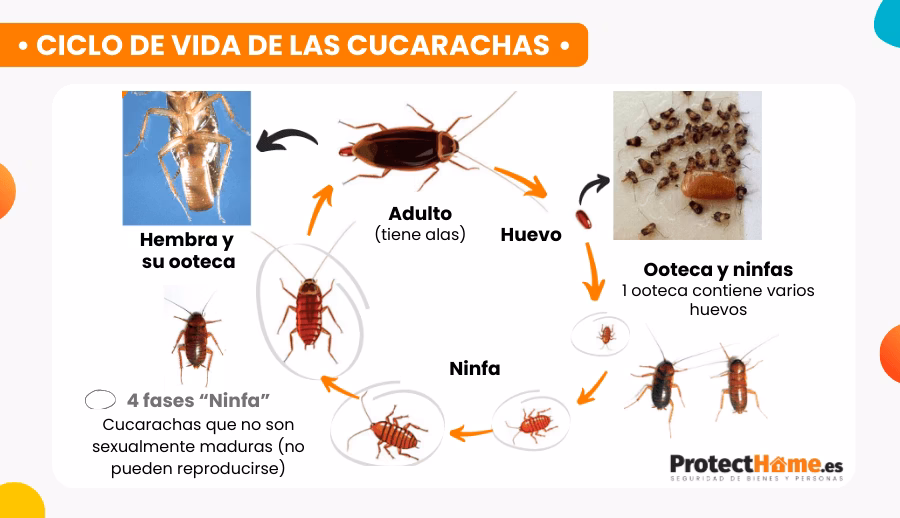 ¿Cuáles son los riesgos de las cucarachas?