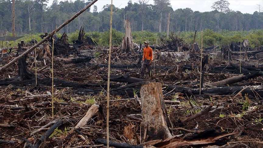¿Cuáles son las consecuencias de la contaminación en la Amazonía?