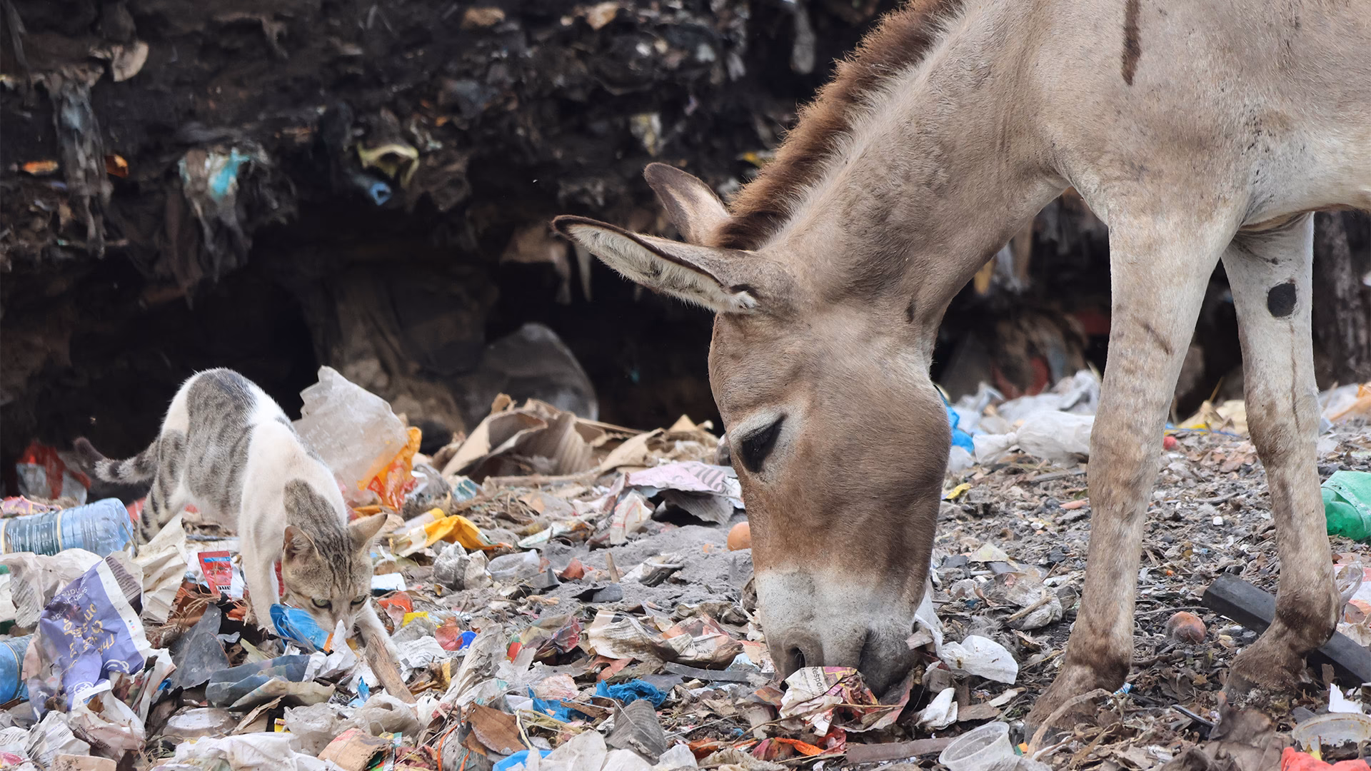 ¿Qué medidas se deben tomar para reducir la contaminación y proteger a los animales terrestres?