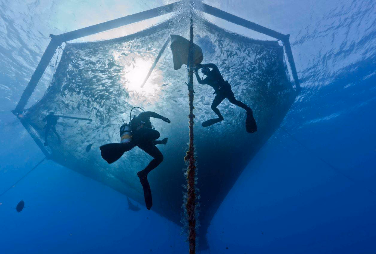 ¿Cuál es el impacto ambiental de las grandes piscifactorías?