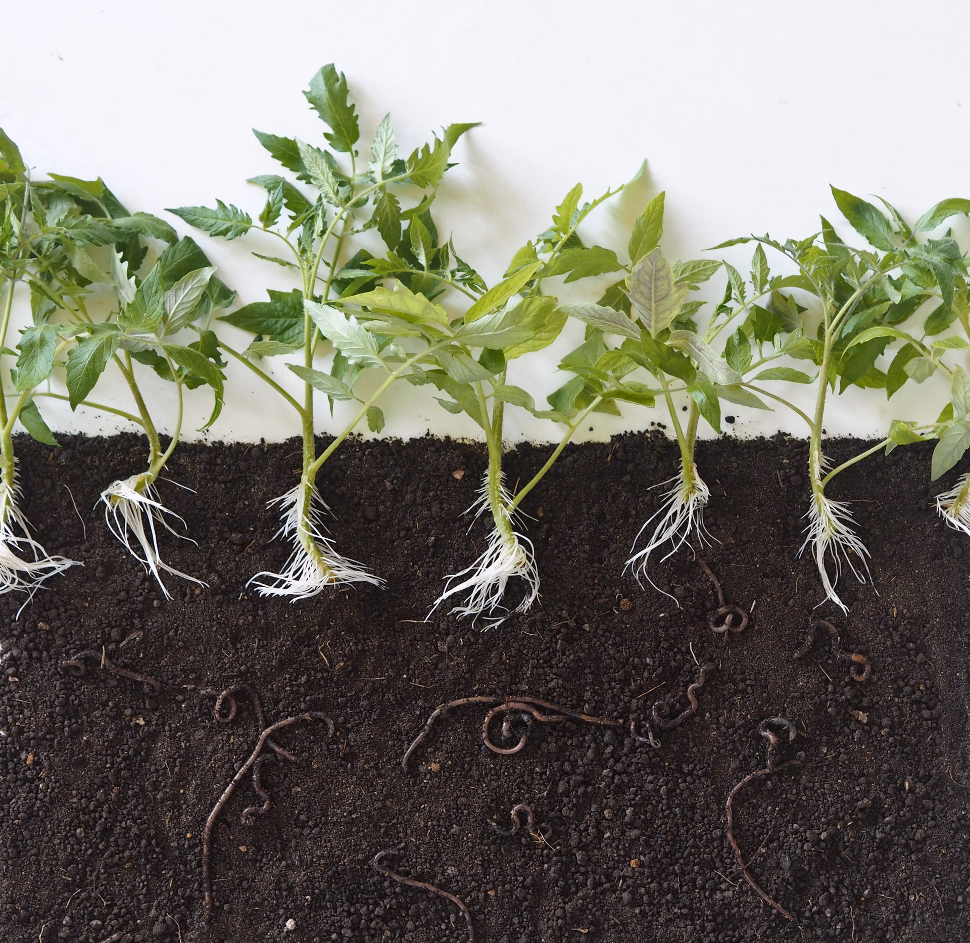 ¿Qué hacen las lombrices en los jardines?