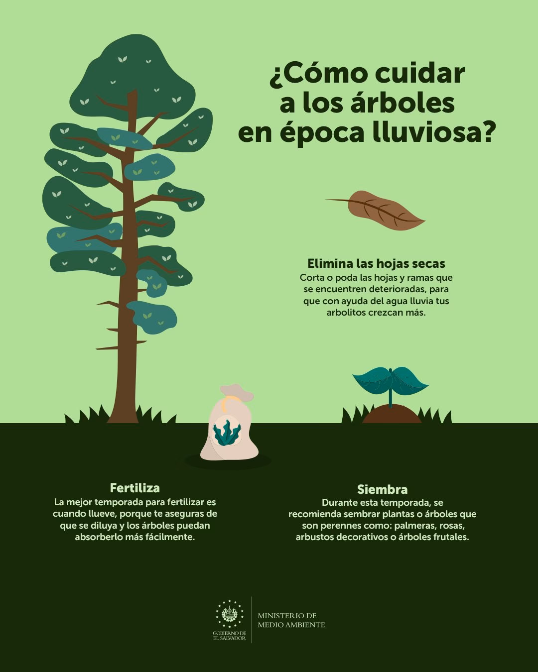 ¿Cómo cuidar las plantas y las flores?