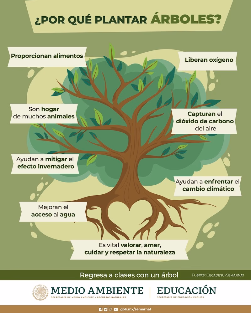 ¿Cómo cuidar los árboles?