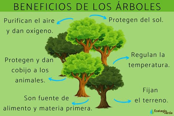 ¿Por qué es importante plantar y cuidar árboles en tu comunidad?