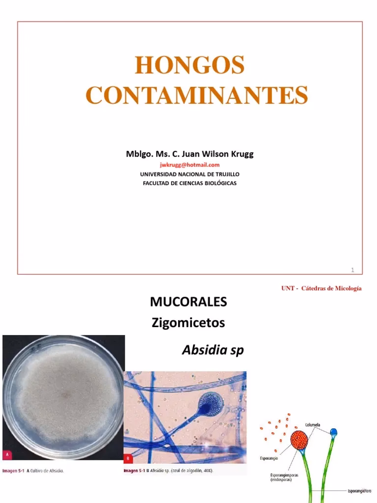 ¿Cuáles son las complicaciones de los hongos?