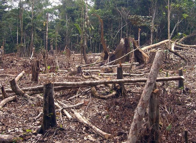 ¿Por qué es importante detener el ecocidio?