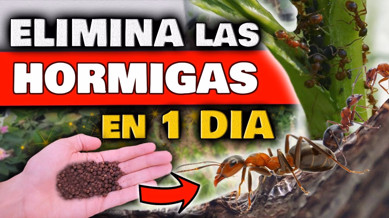 ¿Cómo espantar a las hormigas de tu jardín?