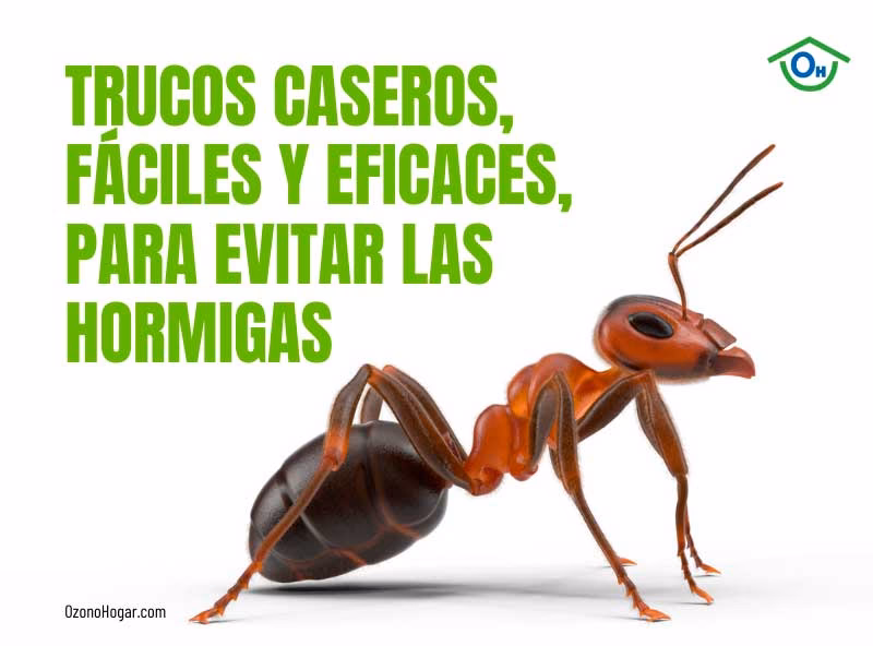 ¿Cómo mantener las hormigas lejos?