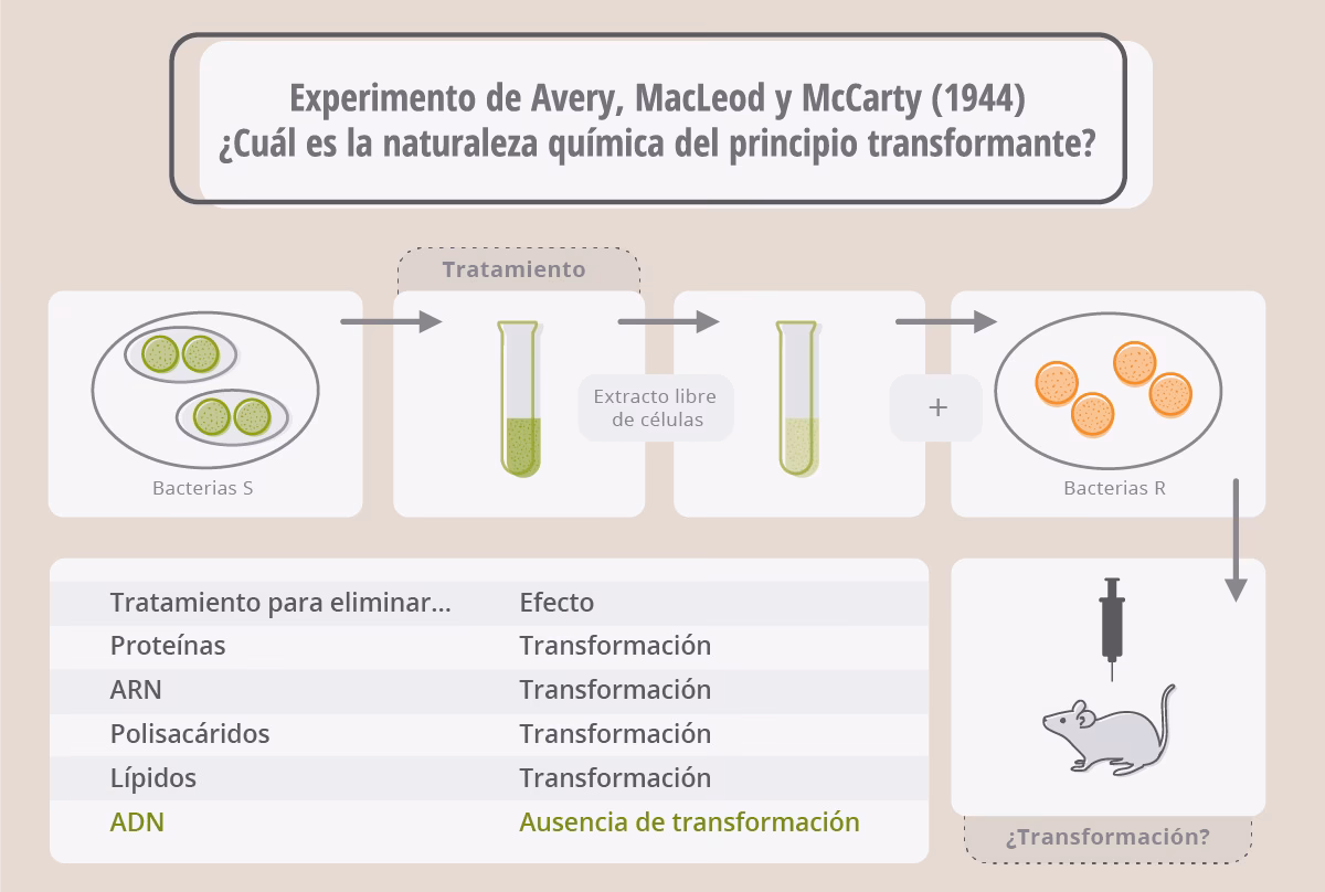 ¿Qué es la extracción de ADN y ARN?