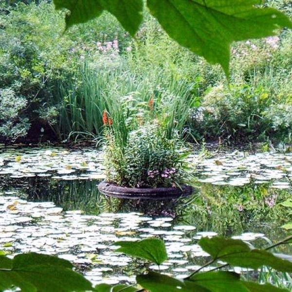 ¿Cómo cuidar las plantas?