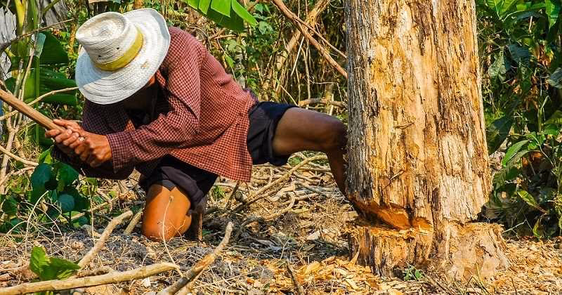 ¿Cuál es la importancia del sector forestal?