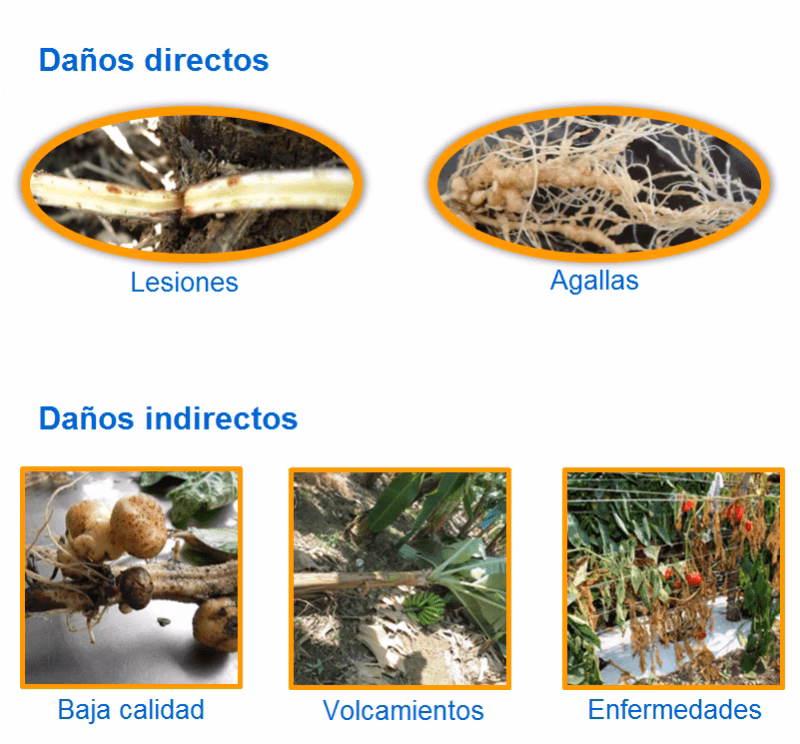 ¿Cómo controlar los nematodos de manera eficiente?