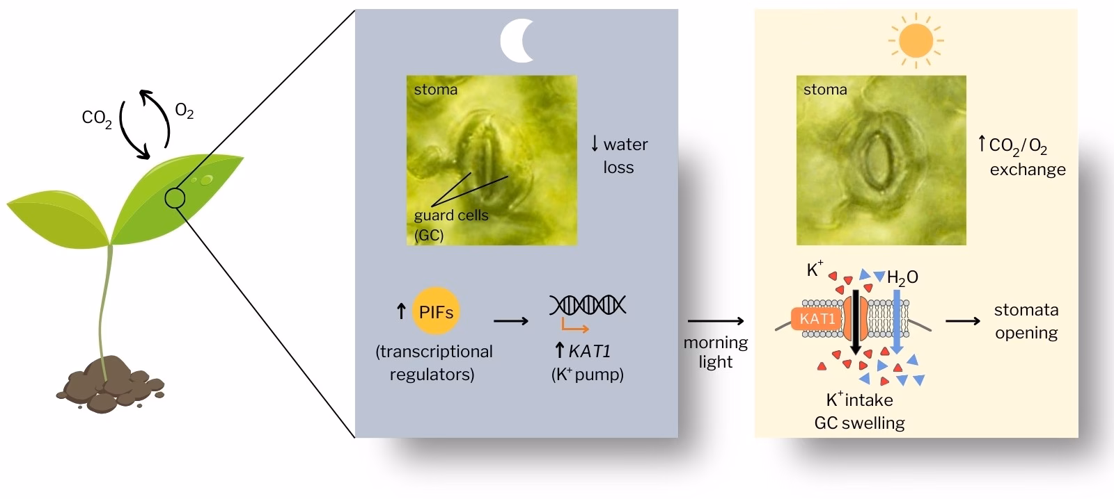 ¿Qué es la guía para estudiar el intercambio gaseoso entre las plantas y la atmósfera?