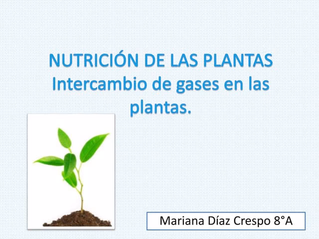 ¿Cómo entran y salen los gases de las plantas?