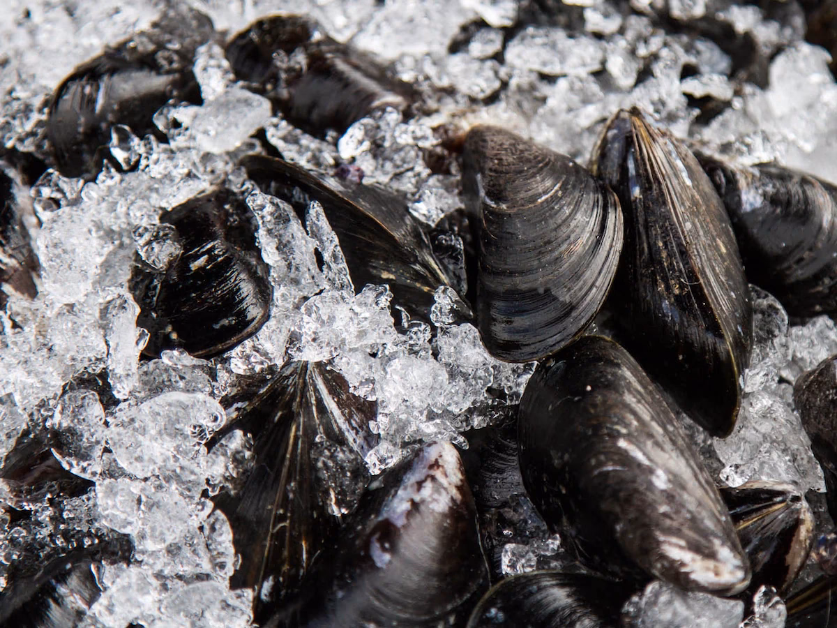 ¿Cómo se realiza la detoxificación de moluscos y predicción de mareas rojas?