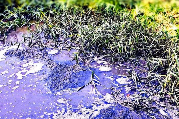 ¿Cómo contamina el agua el aceite vegetal?