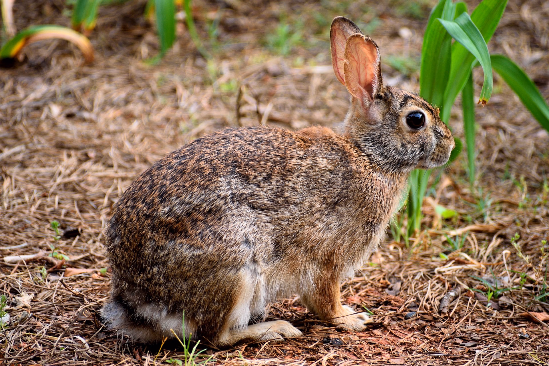 ¿Cómo se adaptan los conejos a su hábitat?