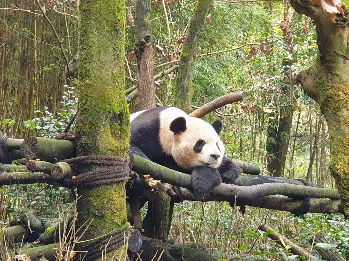 ¿Cuál es el tipo de hábitat del oso panda?