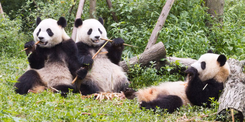 ¿Cuál es el tipo de hábitat del oso panda?