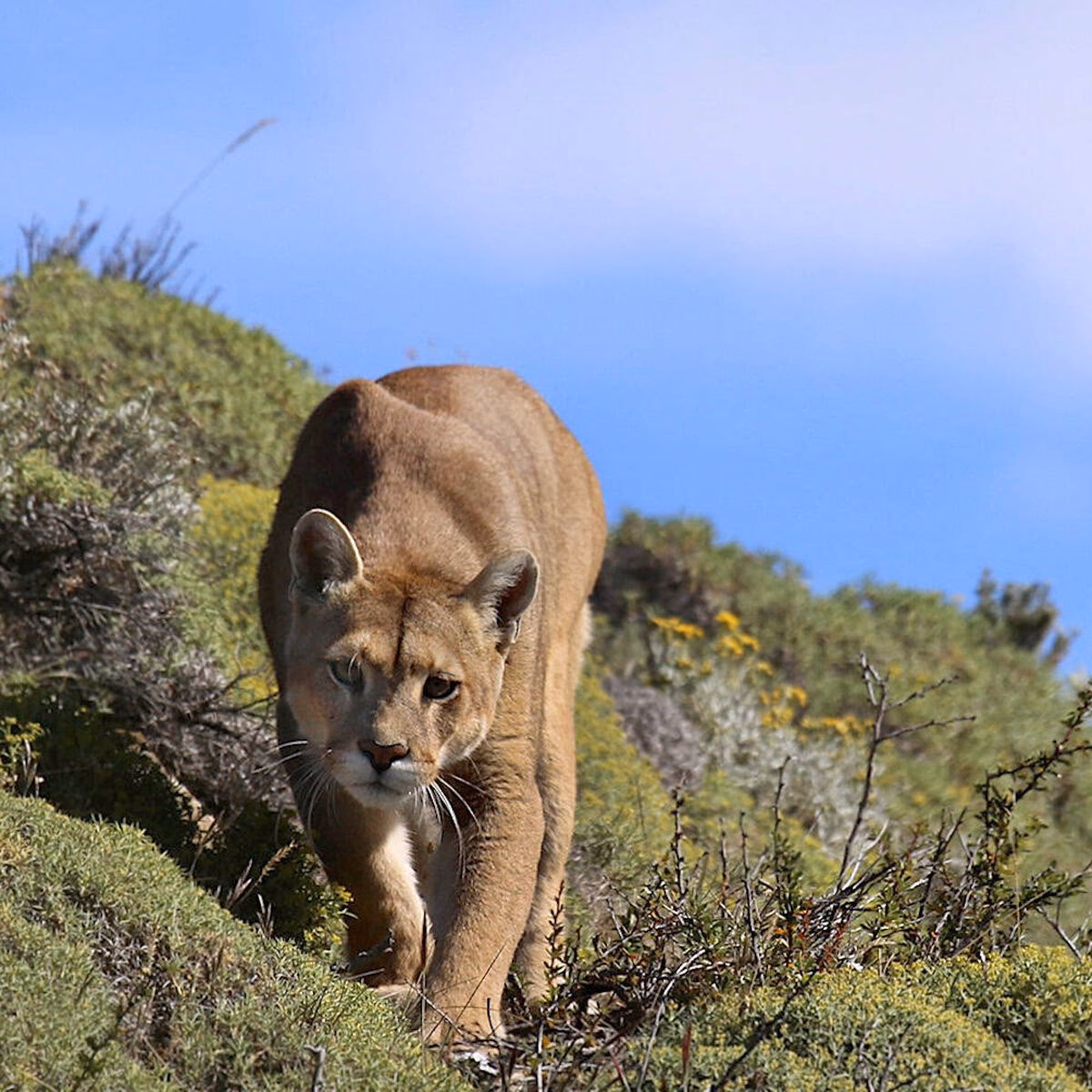 ¿Dónde puede esconderse un puma además de en la vegetación?