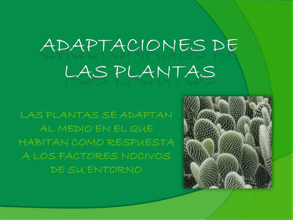 ¿Cómo se adaptaron las plantas a la vida en la Tierra?