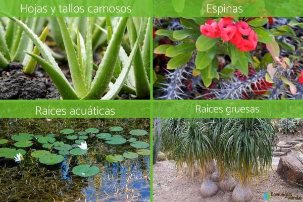 ¿Cómo se adaptan las plantas al suelo?