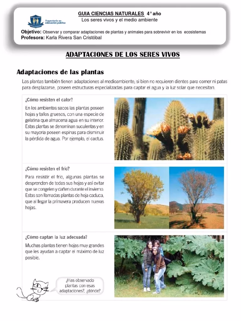 ¿Cómo se adaptan las plantas al suelo?