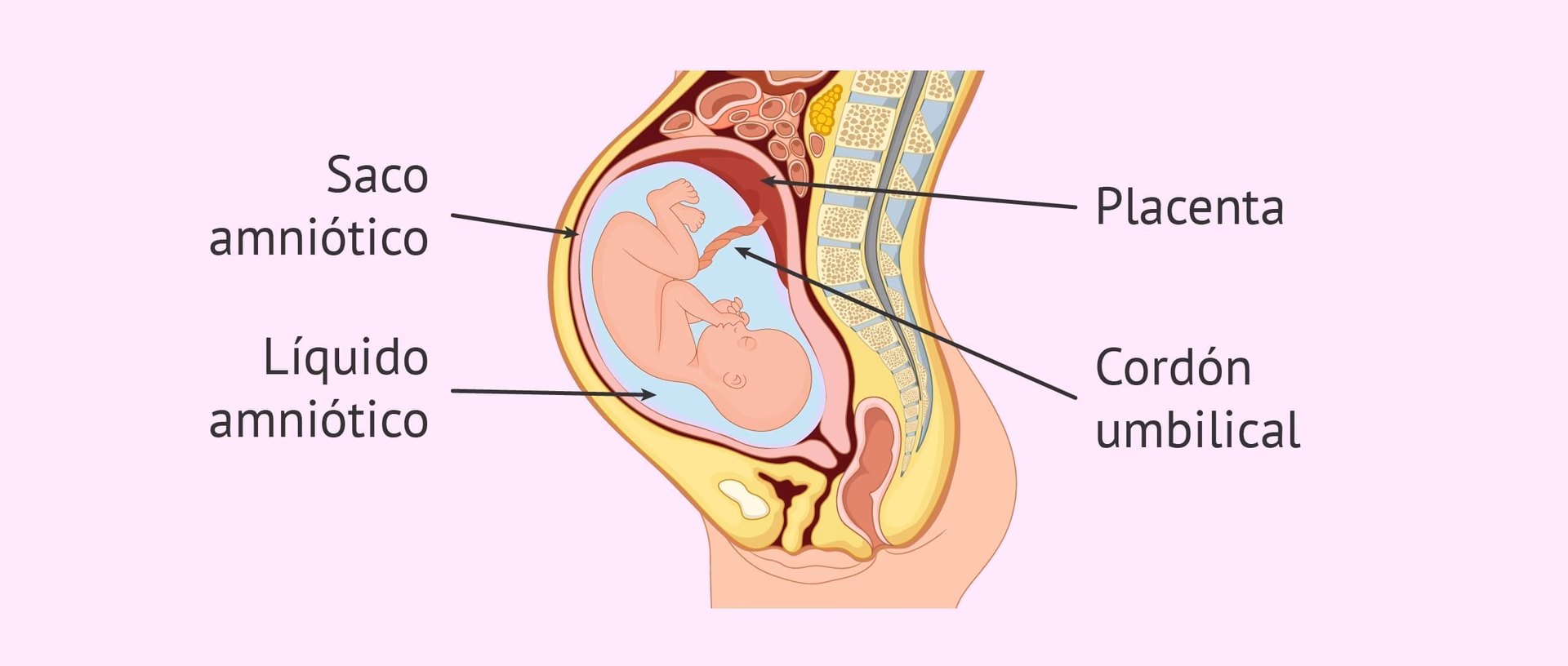 ¿Cuál es la composición del líquido amniótico?