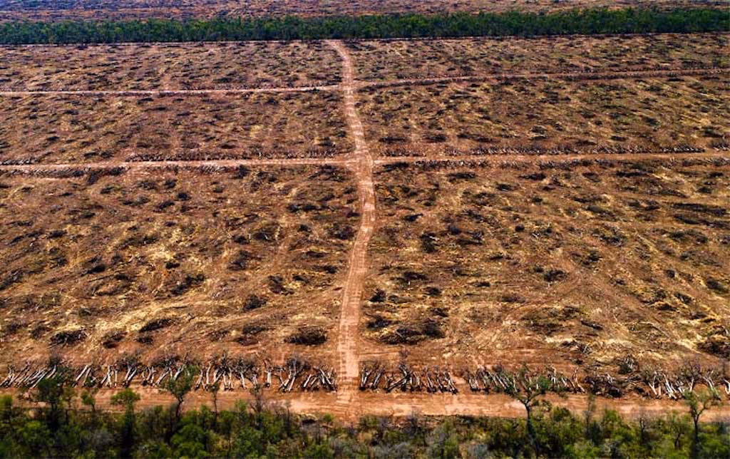 ¿Cuáles son las críticas más comunes sobre la reforestación en Europa?