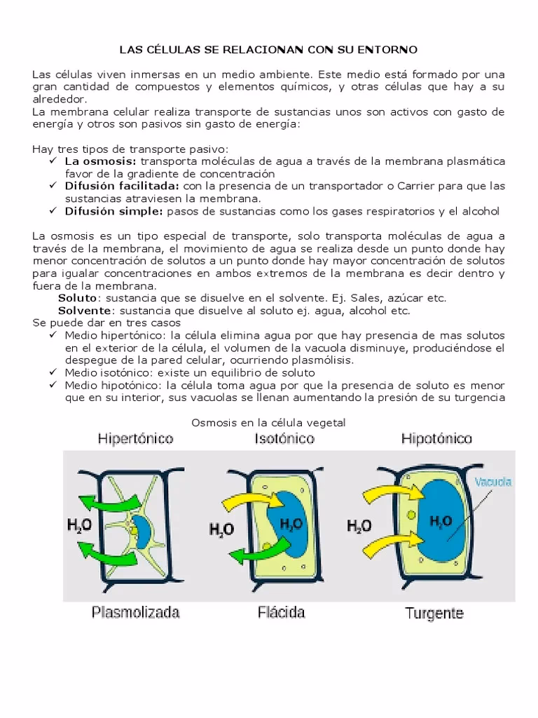 ¿Cómo se relaciona la célula con su entorno?