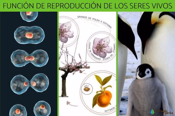 ¿Cuáles son las estrategias reproductivas comunes en la naturaleza?