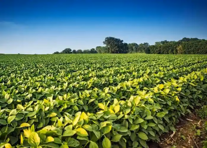 ¿Qué es la ingeniería agronómica?