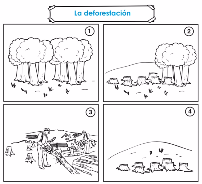 ¿Cuáles son los objetivos de la reforestación?