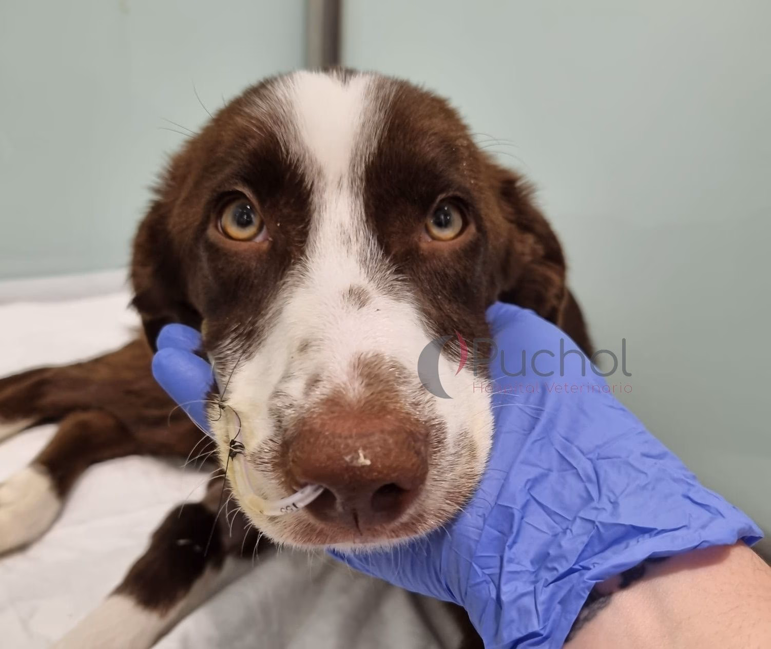 ¿Qué animales pueden tener Salmonella?