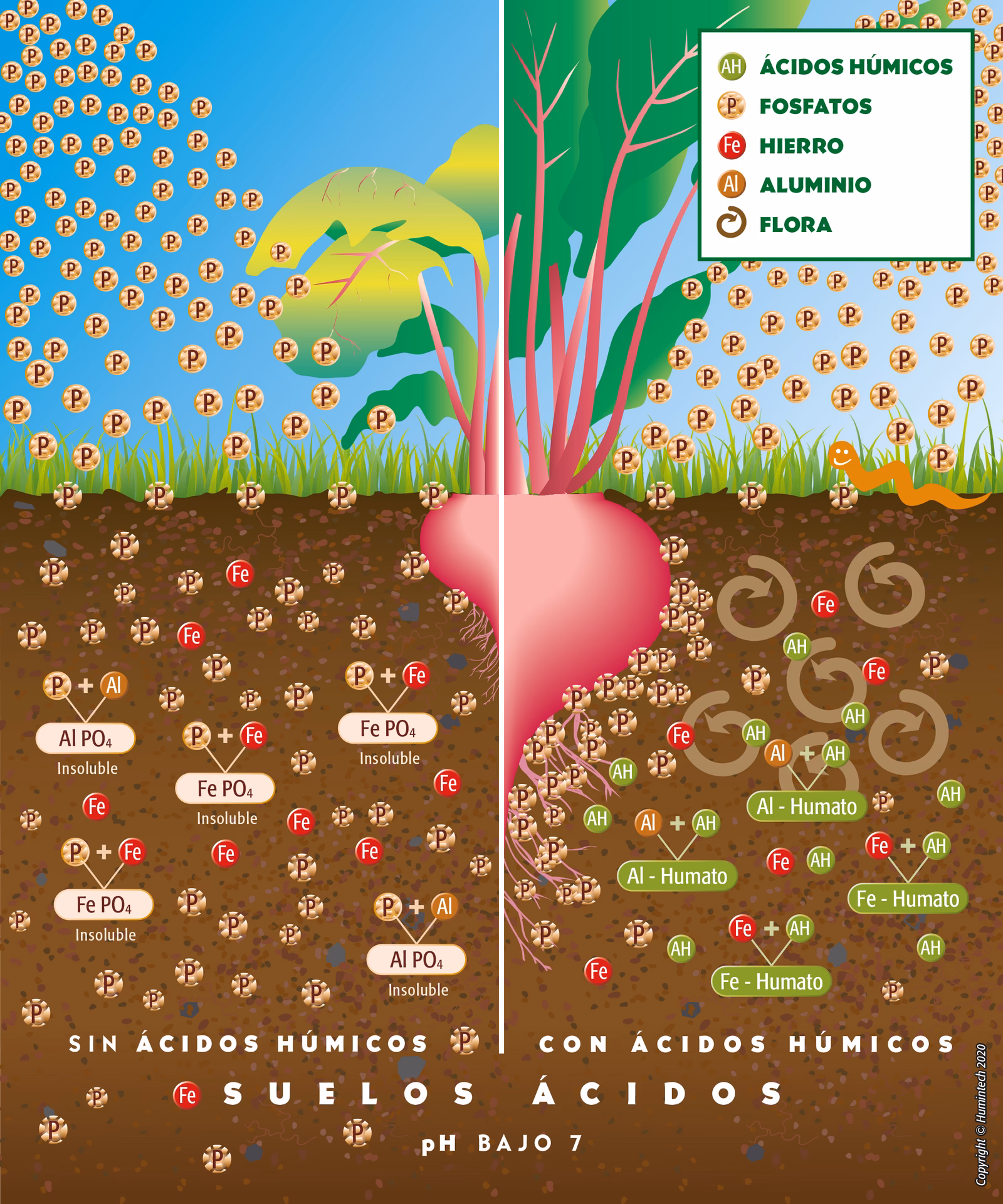 ¿Qué es la adherencia de arcillas con humus?