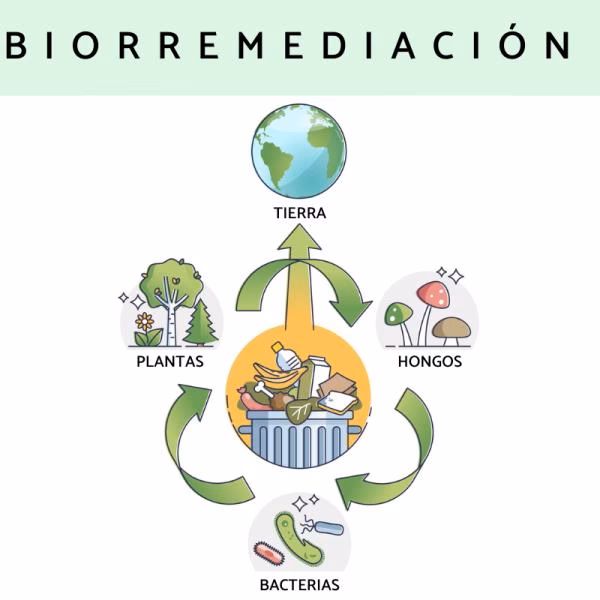 ¿Qué es la biorremediación por composteo?