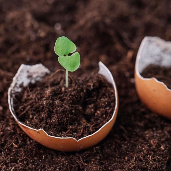 ¿Cómo se prepara el polvo de cáscaras de huevo?