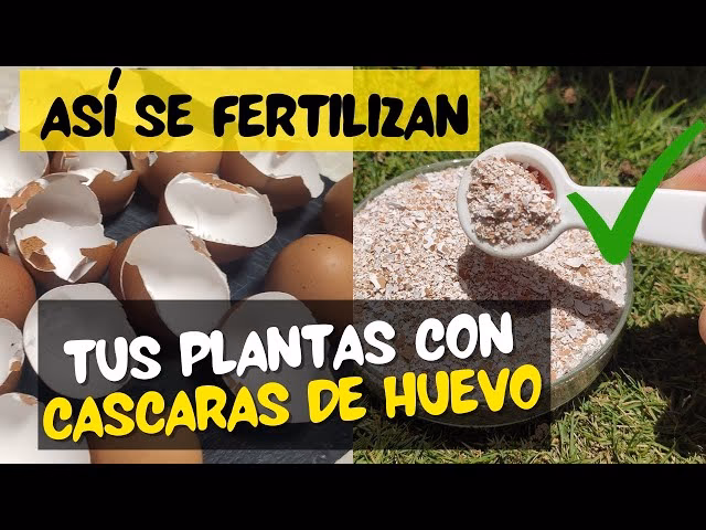 ¿Cómo hacer abono orgánico con las cáscaras de huevo?